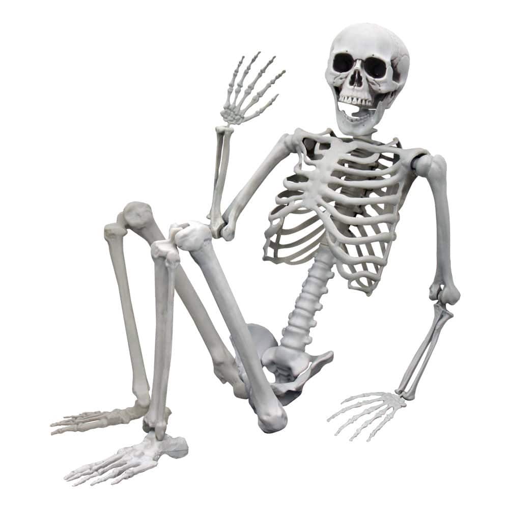 Levensgroot Skelet 1m70
